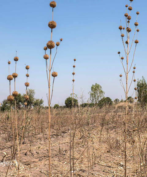 El Niño & La Niña Global Analysis