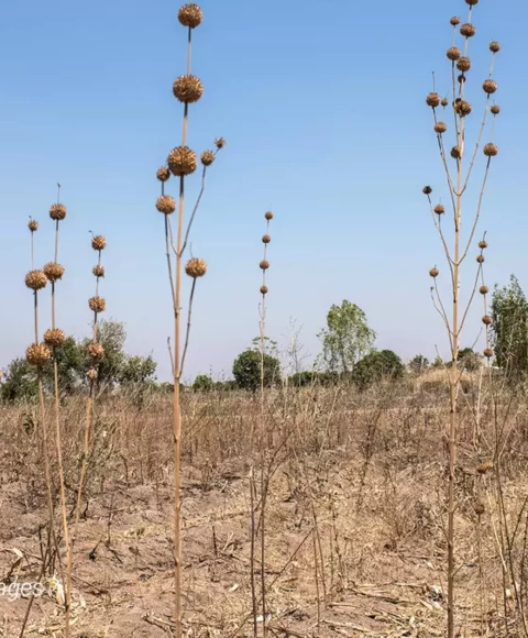 El Niño & La Niña Global Analysis