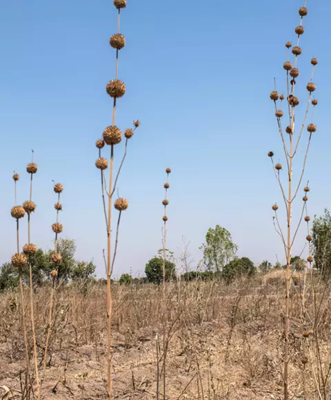 EL-Niño: countries to watch